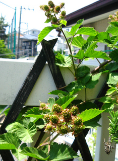 blackberry2.jpg