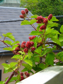 blackberry3.jpg