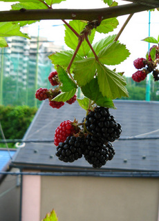 blackberry6.jpg