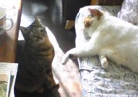 cat130209.jpg