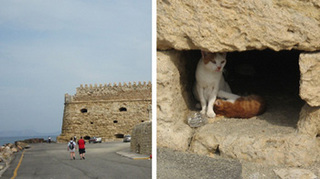 catincreta.jpg