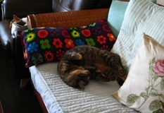cats130621.jpg