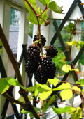 food130712b.jpg