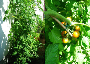 garden130720.jpg