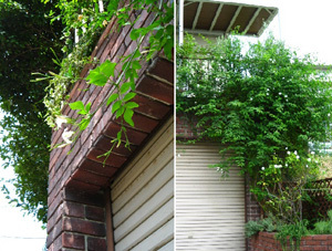 garden130720b.jpg