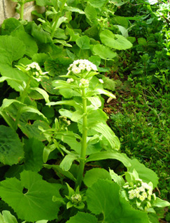 garden140317.jpg