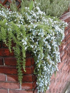 garden140331.jpg