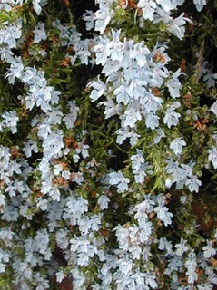garden140331b.jpg