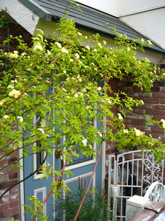 garden140418.jpg