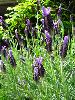 garden140423a.jpg