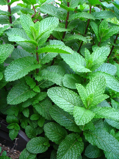 garden140423c.jpg