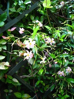 garden140530.jpg