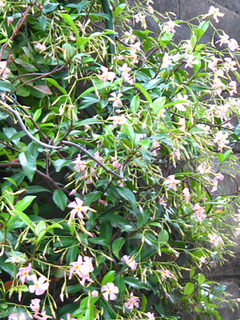 garden140530a.JPG