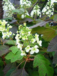 garden140530b.JPG