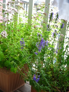 garden140621.jpg