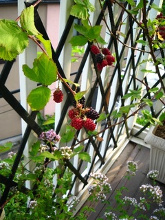 garden140621e.jpg