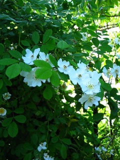 itoshimasanpo4.jpg