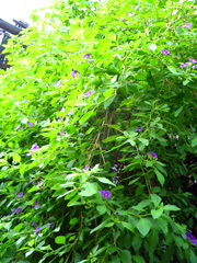 sanpo130910b.jpg