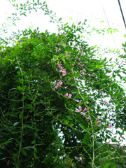 sanpo130910c.jpg
